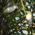 Black-whiskered Vireo